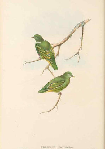 Reproducción/Reproduction 48766113318: The birds of New Guinea and the adjacent Papuan islands. London :Henry Sotheran & Co.,1875-1888.. 