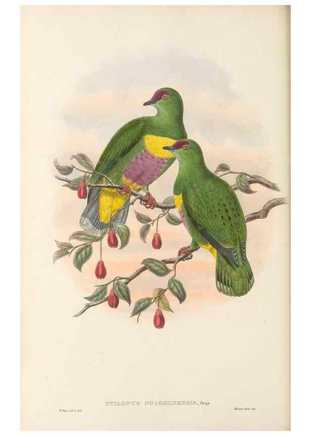 Reproducción/Reproduction 48766445936: The birds of New Guinea and the adjacent Papuan islands. London :Henry Sotheran & Co.,1875-1888.. 