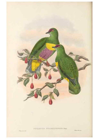 Reproducción/Reproduction 48766445936: The birds of New Guinea and the adjacent Papuan islands. London :Henry Sotheran & Co.,1875-1888.. 
