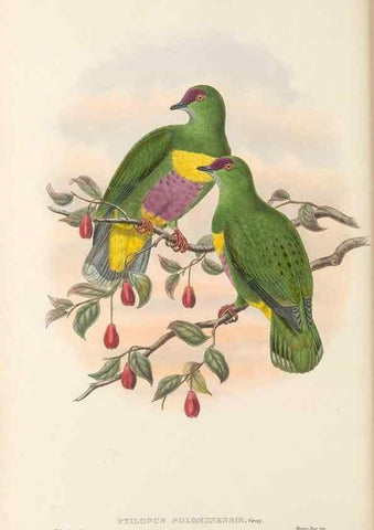 Reproducción/Reproduction 48766445936: The birds of New Guinea and the adjacent Papuan islands. London :Henry Sotheran & Co.,1875-1888.. 