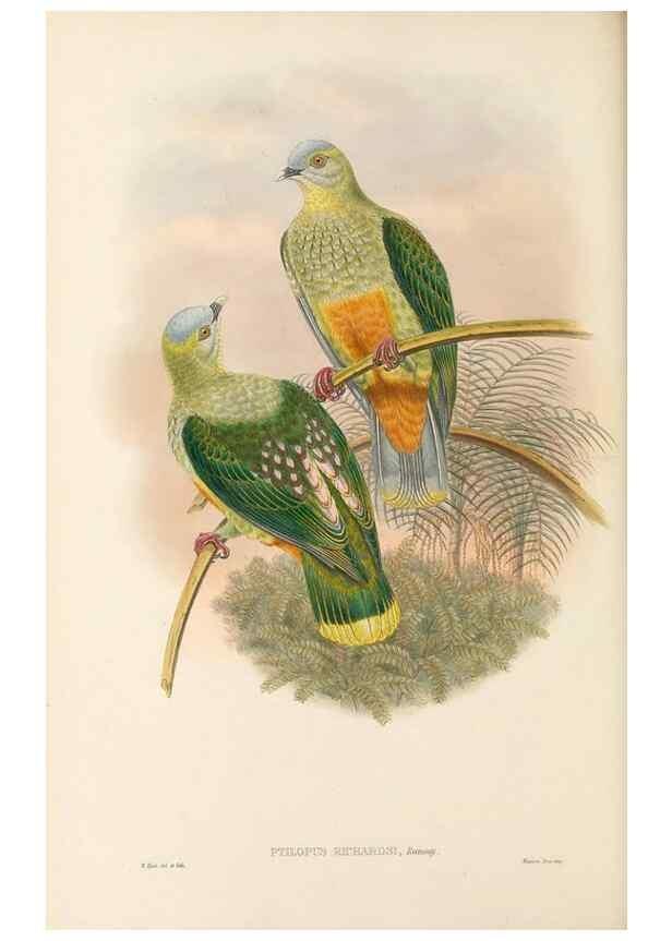 Reproducción/Reproduction 48766648247: The birds of New Guinea and the adjacent Papuan islands. London :Henry Sotheran & Co.,1875-1888.. 