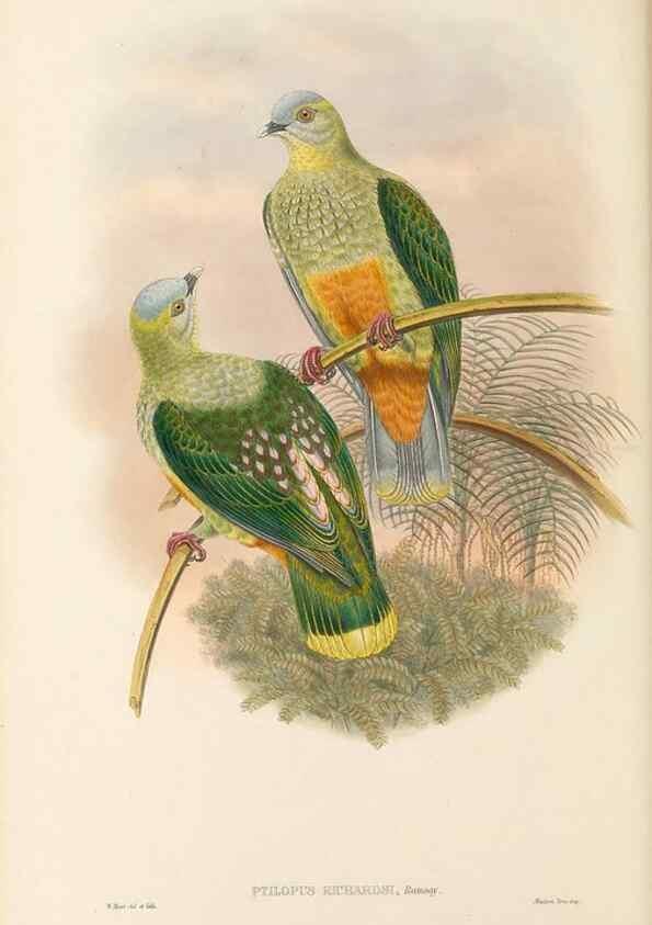 Reproducción/Reproduction 48766648247: The birds of New Guinea and the adjacent Papuan islands. London :Henry Sotheran & Co.,1875-1888.. 