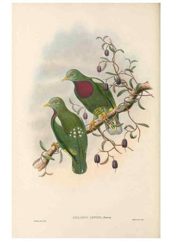 Reproducción/Reproduction 48766648482: The birds of New Guinea and the adjacent Papuan islands. London :Henry Sotheran & Co.,1875-1888.. 