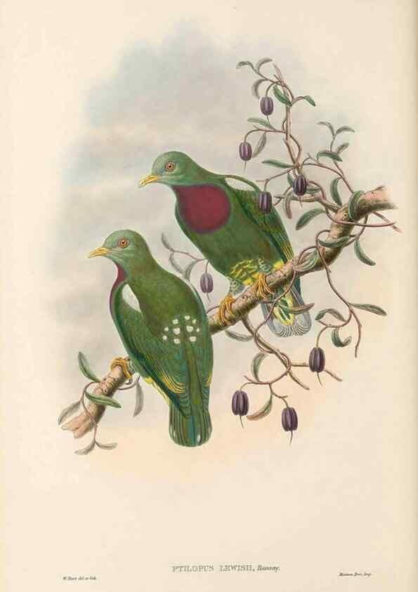 Reproducción/Reproduction 48766648482: The birds of New Guinea and the adjacent Papuan islands. London :Henry Sotheran & Co.,1875-1888.. 