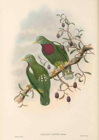 Reproducción/Reproduction 48766648482: The birds of New Guinea and the adjacent Papuan islands. London :Henry Sotheran & Co.,1875-1888.. 