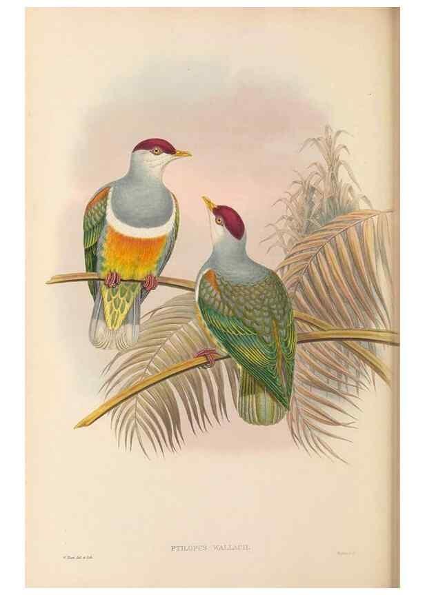 Reproducción/Reproduction 48766648797: The birds of New Guinea and the adjacent Papuan islands. London :Henry Sotheran & Co.,1875-1888.. 