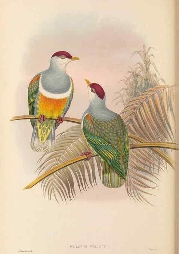 Reproducción/Reproduction 48766648797: The birds of New Guinea and the adjacent Papuan islands. London :Henry Sotheran & Co.,1875-1888.. 
