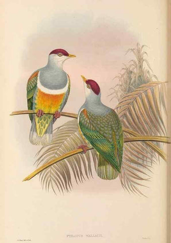 Reproducción/Reproduction 48766648797: The birds of New Guinea and the adjacent Papuan islands. London :Henry Sotheran & Co.,1875-1888.. 