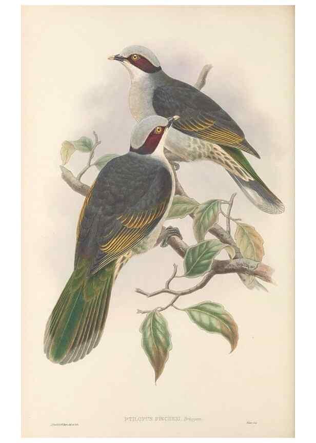 Reproducción/Reproduction 48766447146: The birds of New Guinea and the adjacent Papuan islands. London :Henry Sotheran & Co.,1875-1888.. 