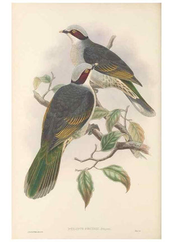 Reproducción/Reproduction 48766447146: The birds of New Guinea and the adjacent Papuan islands. London :Henry Sotheran & Co.,1875-1888.. 