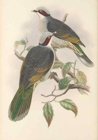 Reproducción/Reproduction 48766447146: The birds of New Guinea and the adjacent Papuan islands. London :Henry Sotheran & Co.,1875-1888.. 