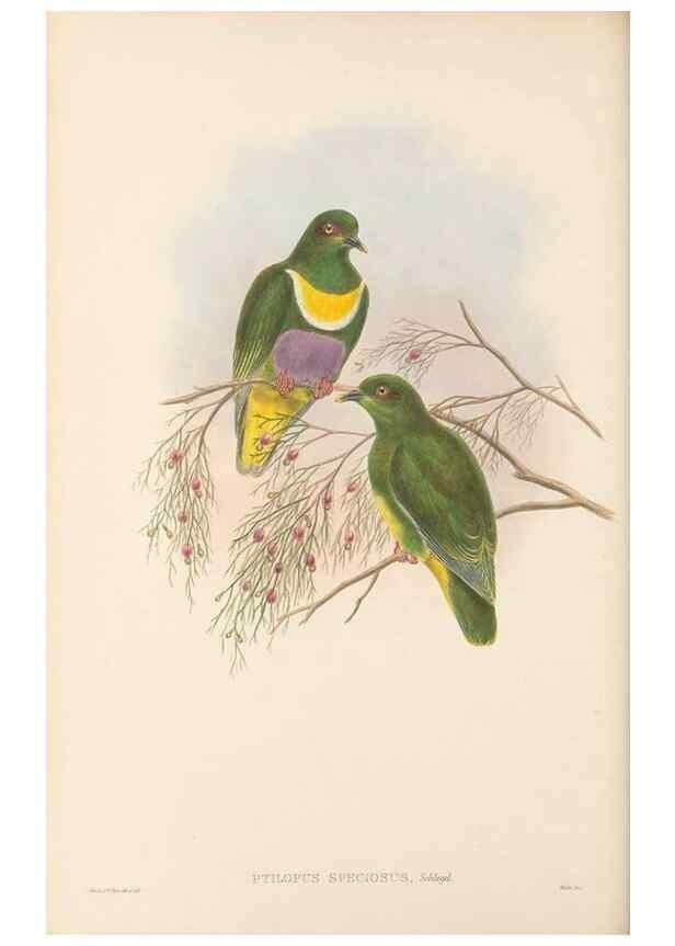 Reproducción/Reproduction 48766649342: The birds of New Guinea and the adjacent Papuan islands. London :Henry Sotheran & Co.,1875-1888.. 