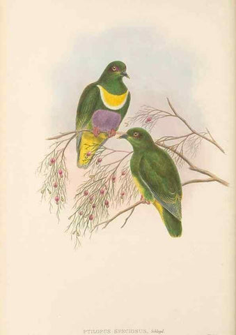 Reproducción/Reproduction 48766649342: The birds of New Guinea and the adjacent Papuan islands. London :Henry Sotheran & Co.,1875-1888.. 