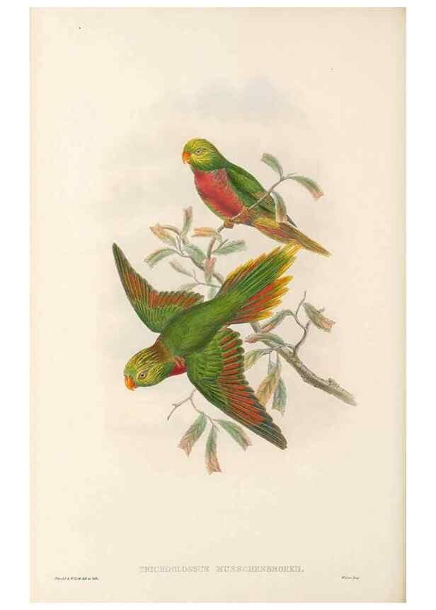 Reproducción/Reproduction 48766110718: The birds of New Guinea and the adjacent Papuan islands. London :Henry Sotheran & Co.,1875-1888.. 
