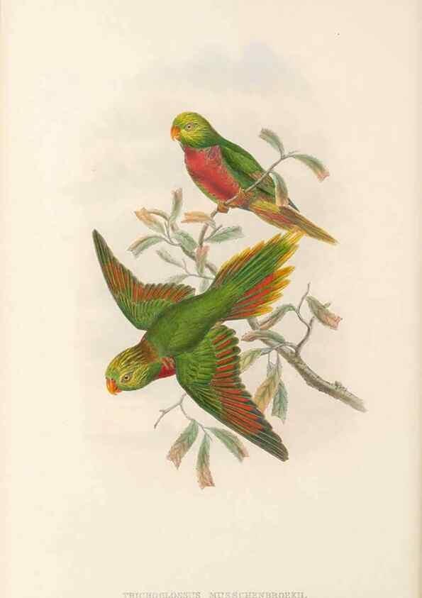 Reproducción/Reproduction 48766110718: The birds of New Guinea and the adjacent Papuan islands. London :Henry Sotheran & Co.,1875-1888.. 