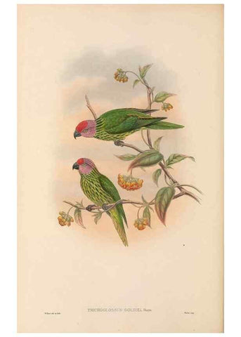 Reproducción/Reproduction 48766644962: The birds of New Guinea and the adjacent Papuan islands. London :Henry Sotheran & Co.,1875-1888.. 