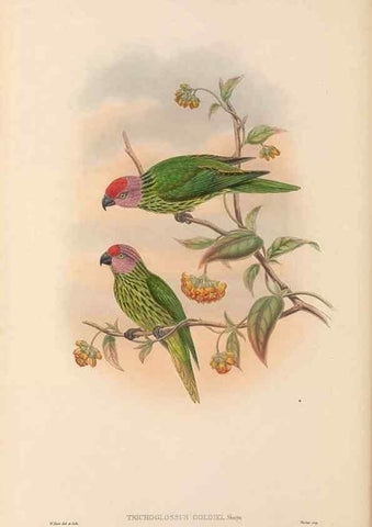 Reproducción/Reproduction 48766644962: The birds of New Guinea and the adjacent Papuan islands. London :Henry Sotheran & Co.,1875-1888.. 