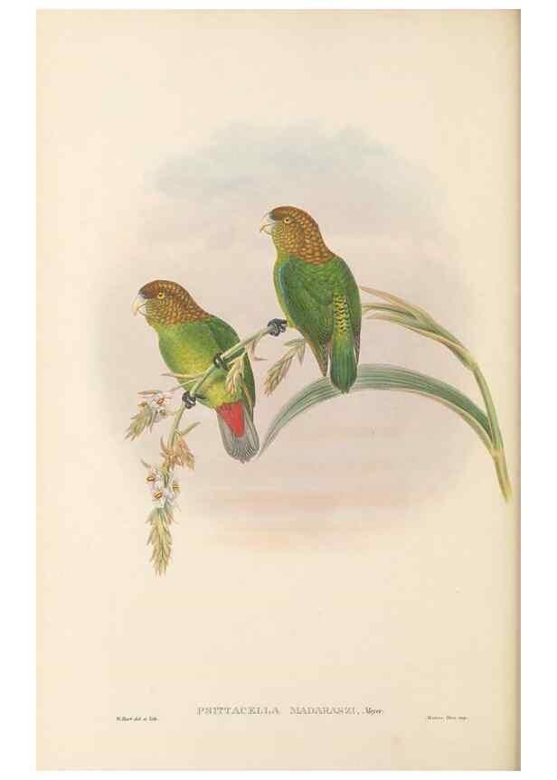 Reproducción/Reproduction 48766644747: The birds of New Guinea and the adjacent Papuan islands. London :Henry Sotheran & Co.,1875-1888.. 