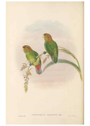 Reproducción/Reproduction 48766644747: The birds of New Guinea and the adjacent Papuan islands. London :Henry Sotheran & Co.,1875-1888.. 