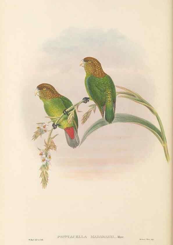 Reproducción/Reproduction 48766644747: The birds of New Guinea and the adjacent Papuan islands. London :Henry Sotheran & Co.,1875-1888.. 
