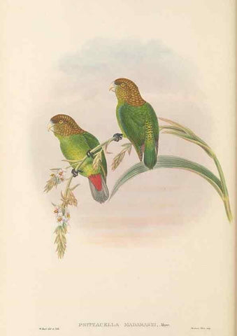 Reproducción/Reproduction 48766644747: The birds of New Guinea and the adjacent Papuan islands. London :Henry Sotheran & Co.,1875-1888.. 
