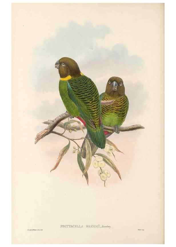 Reproducción/Reproduction 48766442411: The birds of New Guinea and the adjacent Papuan islands. London :Henry Sotheran & Co.,1875-1888.. 