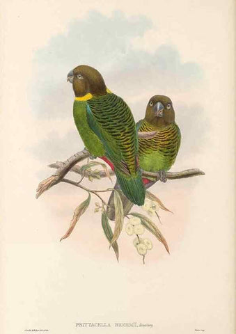Reproducción/Reproduction 48766442411: The birds of New Guinea and the adjacent Papuan islands. London :Henry Sotheran & Co.,1875-1888.. 