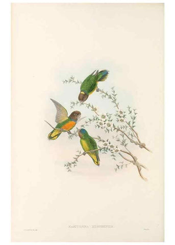 Reproducción/Reproduction 48766437731: The birds of New Guinea and the adjacent Papuan islands. London :Henry Sotheran & Co.,1875-1888.. 