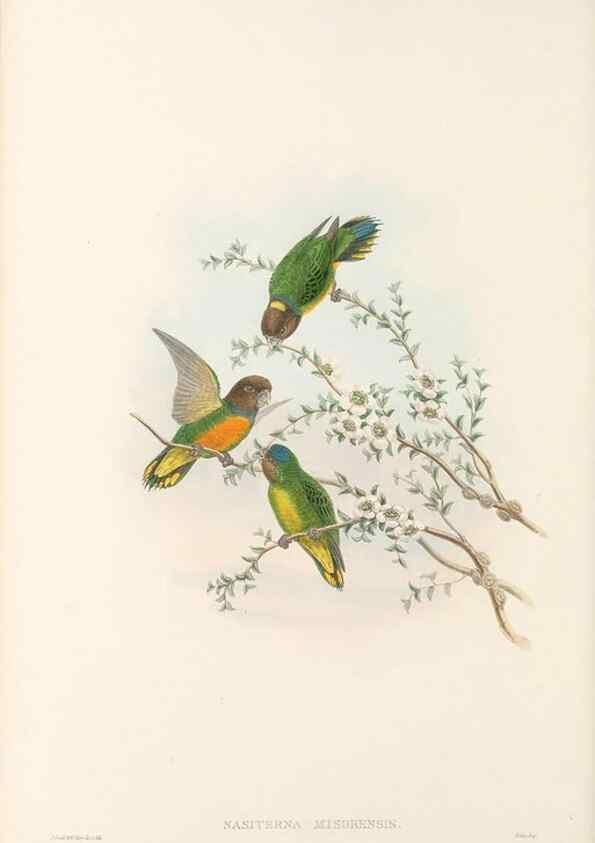 Reproducción/Reproduction 48766437731: The birds of New Guinea and the adjacent Papuan islands. London :Henry Sotheran & Co.,1875-1888.. 