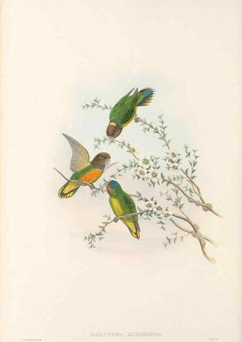 Reproducción/Reproduction 48766437731: The birds of New Guinea and the adjacent Papuan islands. London :Henry Sotheran & Co.,1875-1888.. 
