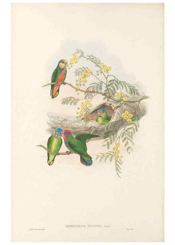 Reproducción/Reproduction 48766438136: The birds of New Guinea and the adjacent Papuan islands. London :Henry Sotheran & Co.,1875-1888.. 