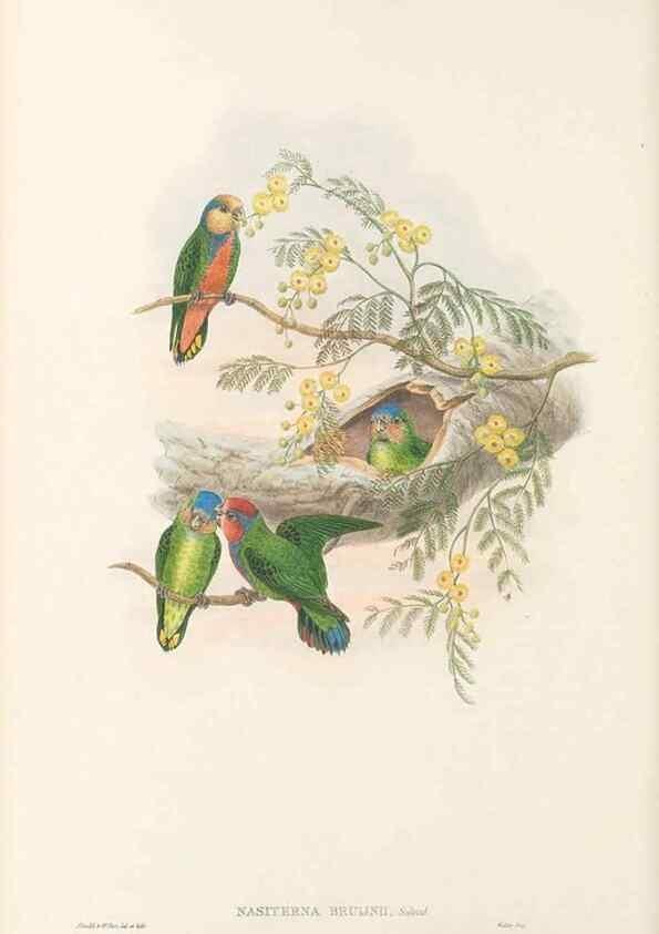 Reproducción/Reproduction 48766438136: The birds of New Guinea and the adjacent Papuan islands. London :Henry Sotheran & Co.,1875-1888.. 