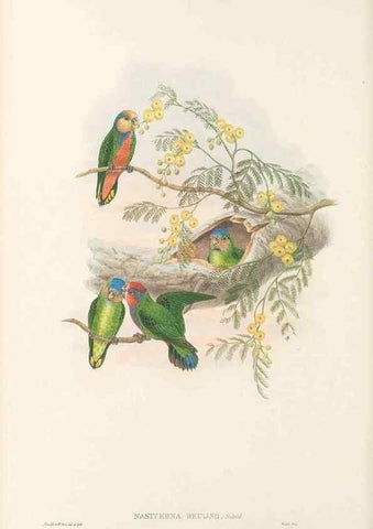 Reproducción/Reproduction 48766438136: The birds of New Guinea and the adjacent Papuan islands. London :Henry Sotheran & Co.,1875-1888.. 