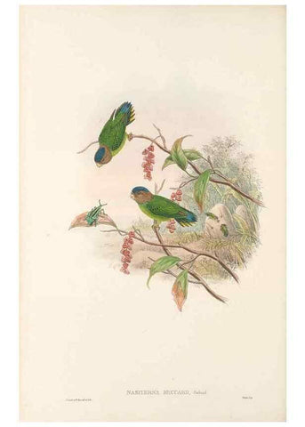 Reproducción/Reproduction 48766105933: The birds of New Guinea and the adjacent Papuan islands. London :Henry Sotheran & Co.,1875-1888.. 