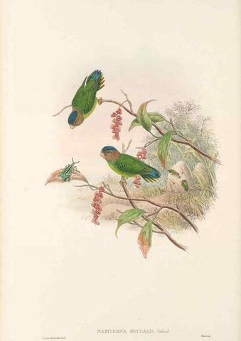 Reproducción/Reproduction 48766105933: The birds of New Guinea and the adjacent Papuan islands. London :Henry Sotheran & Co.,1875-1888.. 