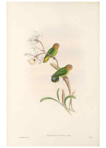 Reproducción/Reproduction 48766438771: The birds of New Guinea and the adjacent Papuan islands. London :Henry Sotheran & Co.,1875-1888.. 