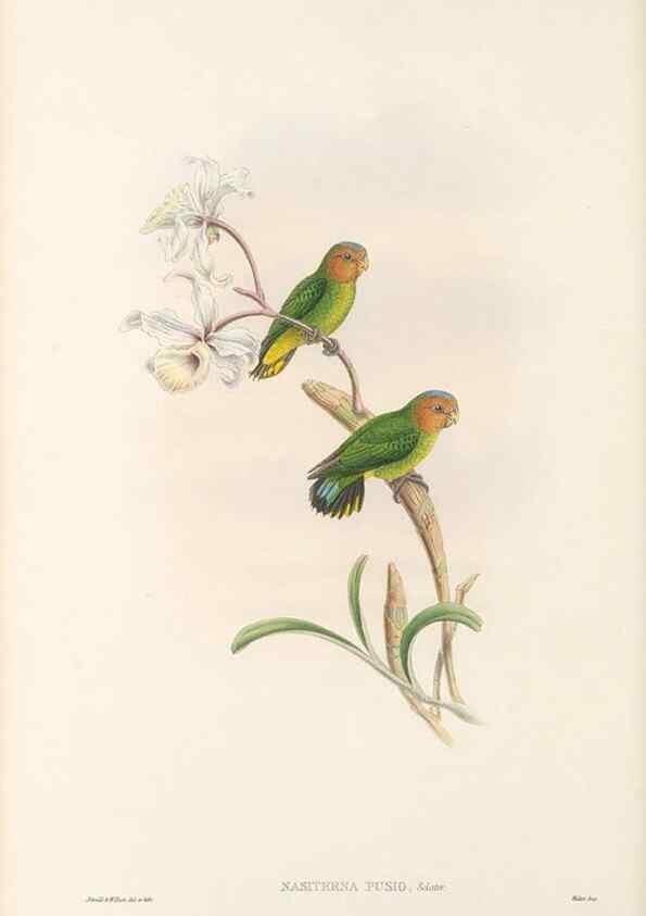 Reproducción/Reproduction 48766438771: The birds of New Guinea and the adjacent Papuan islands. London :Henry Sotheran & Co.,1875-1888.. 