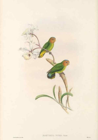 Reproducción/Reproduction 48766438771: The birds of New Guinea and the adjacent Papuan islands. London :Henry Sotheran & Co.,1875-1888.. 