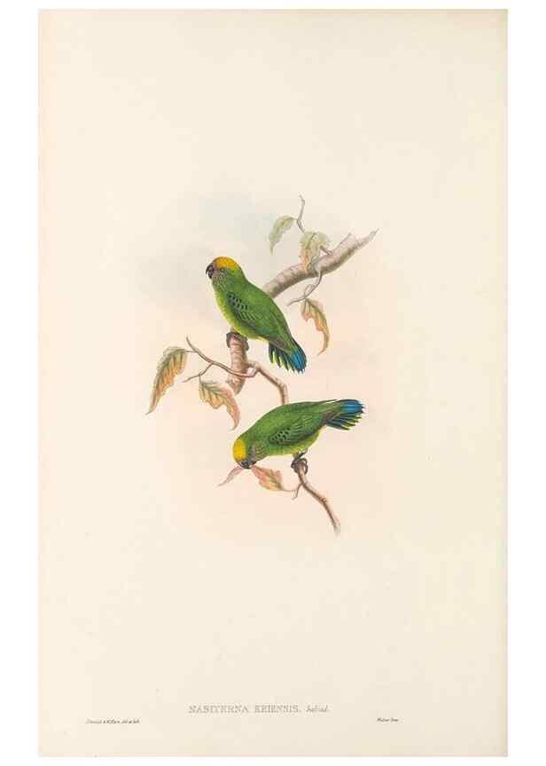 Reproducción/Reproduction 48766439046: The birds of New Guinea and the adjacent Papuan islands. London :Henry Sotheran & Co.,1875-1888.. 