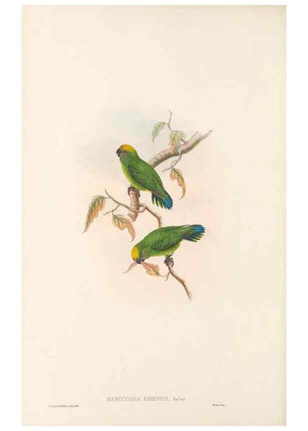 Reproducción/Reproduction 48766439046: The birds of New Guinea and the adjacent Papuan islands. London :Henry Sotheran & Co.,1875-1888.. 