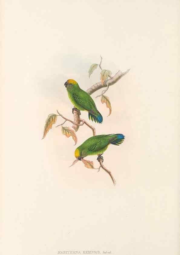 Reproducción/Reproduction 48766439046: The birds of New Guinea and the adjacent Papuan islands. London :Henry Sotheran & Co.,1875-1888.. 