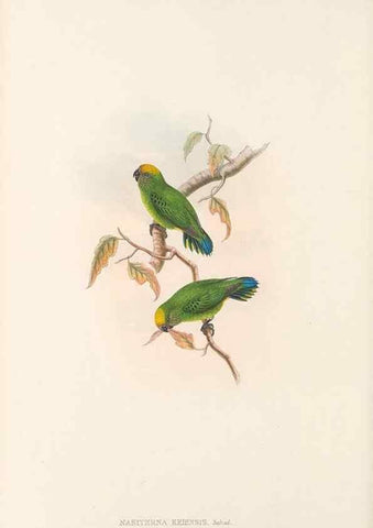 Reproducción/Reproduction 48766439046: The birds of New Guinea and the adjacent Papuan islands. London :Henry Sotheran & Co.,1875-1888.. 