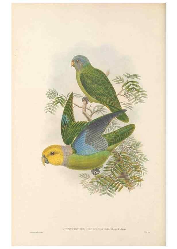 Reproducción/Reproduction 48766641102: The birds of New Guinea and the adjacent Papuan islands. London :Henry Sotheran & Co.,1875-1888.. 