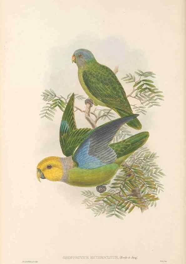 Reproducción/Reproduction 48766641102: The birds of New Guinea and the adjacent Papuan islands. London :Henry Sotheran & Co.,1875-1888.. 