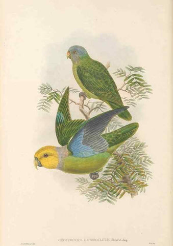 Reproducción/Reproduction 48766641102: The birds of New Guinea and the adjacent Papuan islands. London :Henry Sotheran & Co.,1875-1888.. 