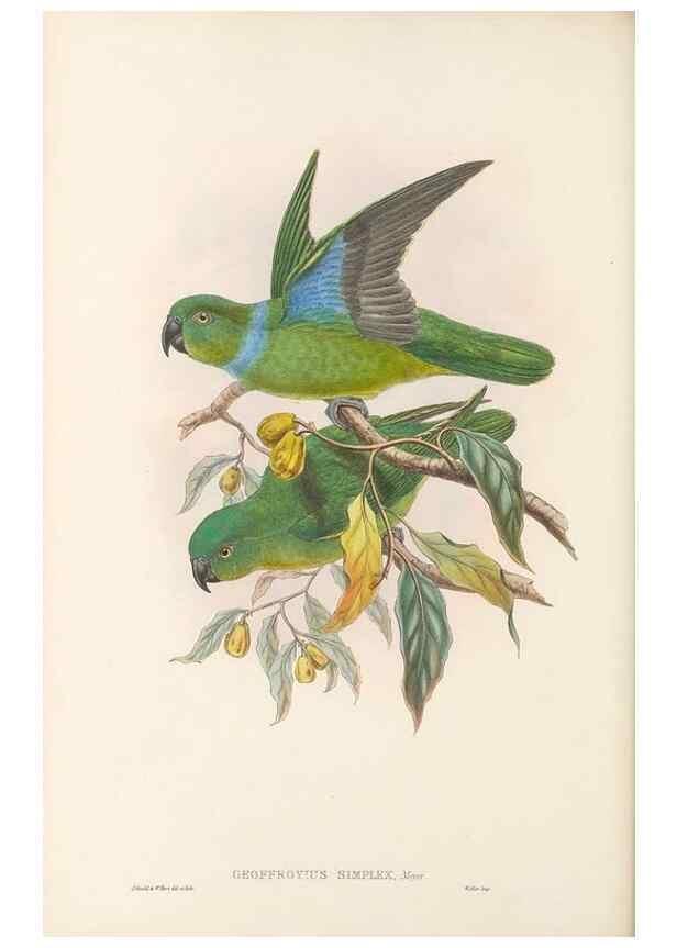 Reproducción/Reproduction 48766439581: The birds of New Guinea and the adjacent Papuan islands. London :Henry Sotheran & Co.,1875-1888.. 