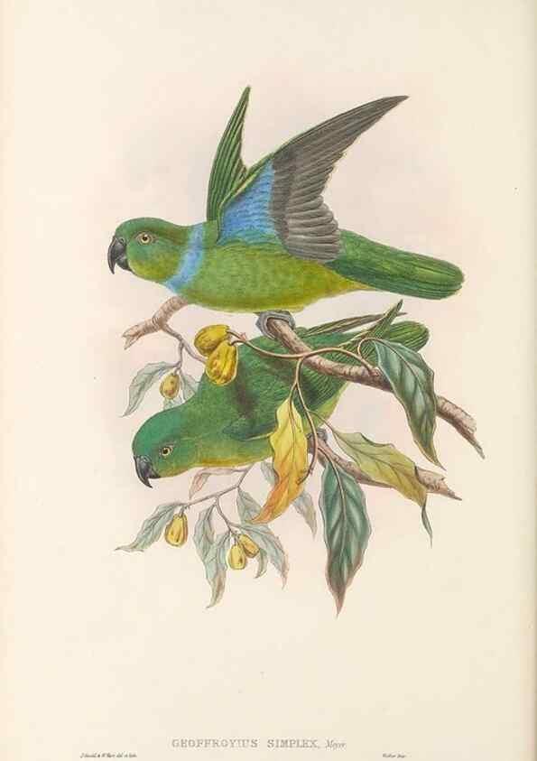 Reproducción/Reproduction 48766439581: The birds of New Guinea and the adjacent Papuan islands. London :Henry Sotheran & Co.,1875-1888.. 