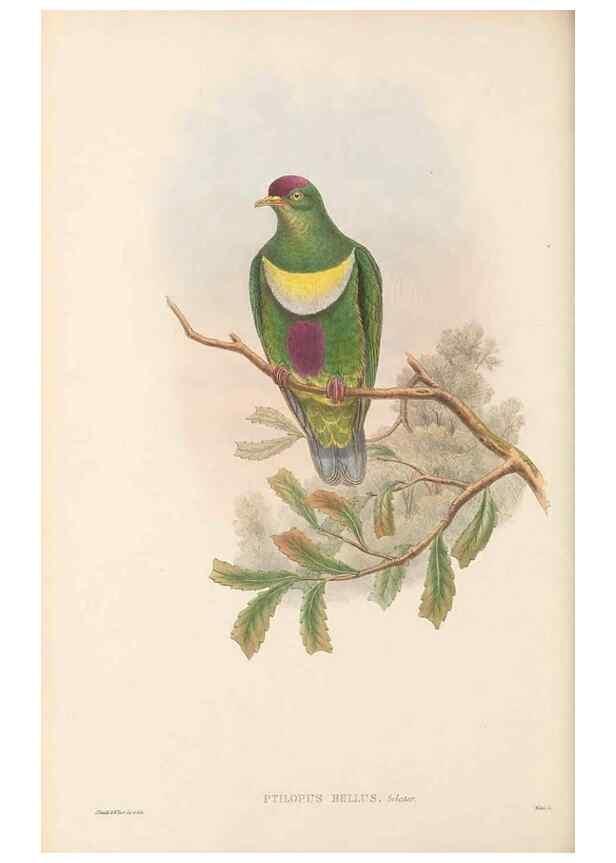 Reproducción/Reproduction 48766447616: The birds of New Guinea and the adjacent Papuan islands. London :Henry Sotheran & Co.,1875-1888.. 