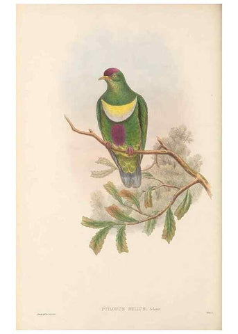 Reproducción/Reproduction 48766447616: The birds of New Guinea and the adjacent Papuan islands. London :Henry Sotheran & Co.,1875-1888.. 