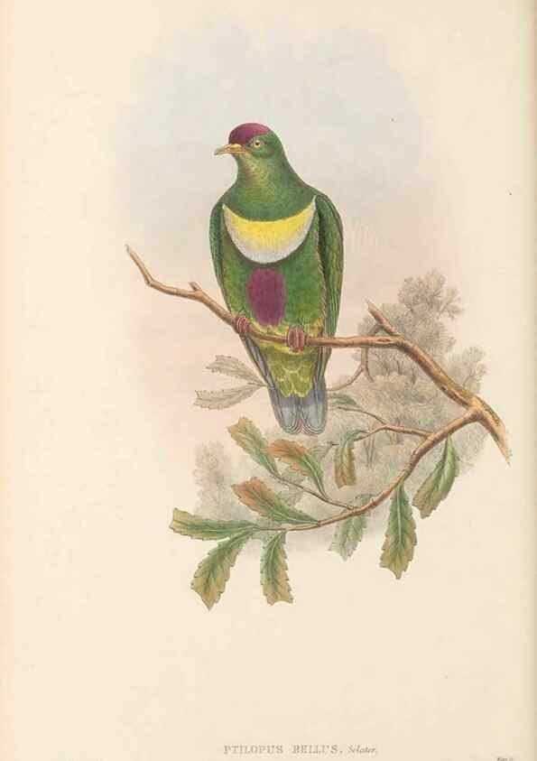 Reproducción/Reproduction 48766447616: The birds of New Guinea and the adjacent Papuan islands. London :Henry Sotheran & Co.,1875-1888.. 
